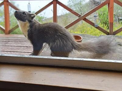 Camus Na Harry Villa Shieldaig  Exterior foto